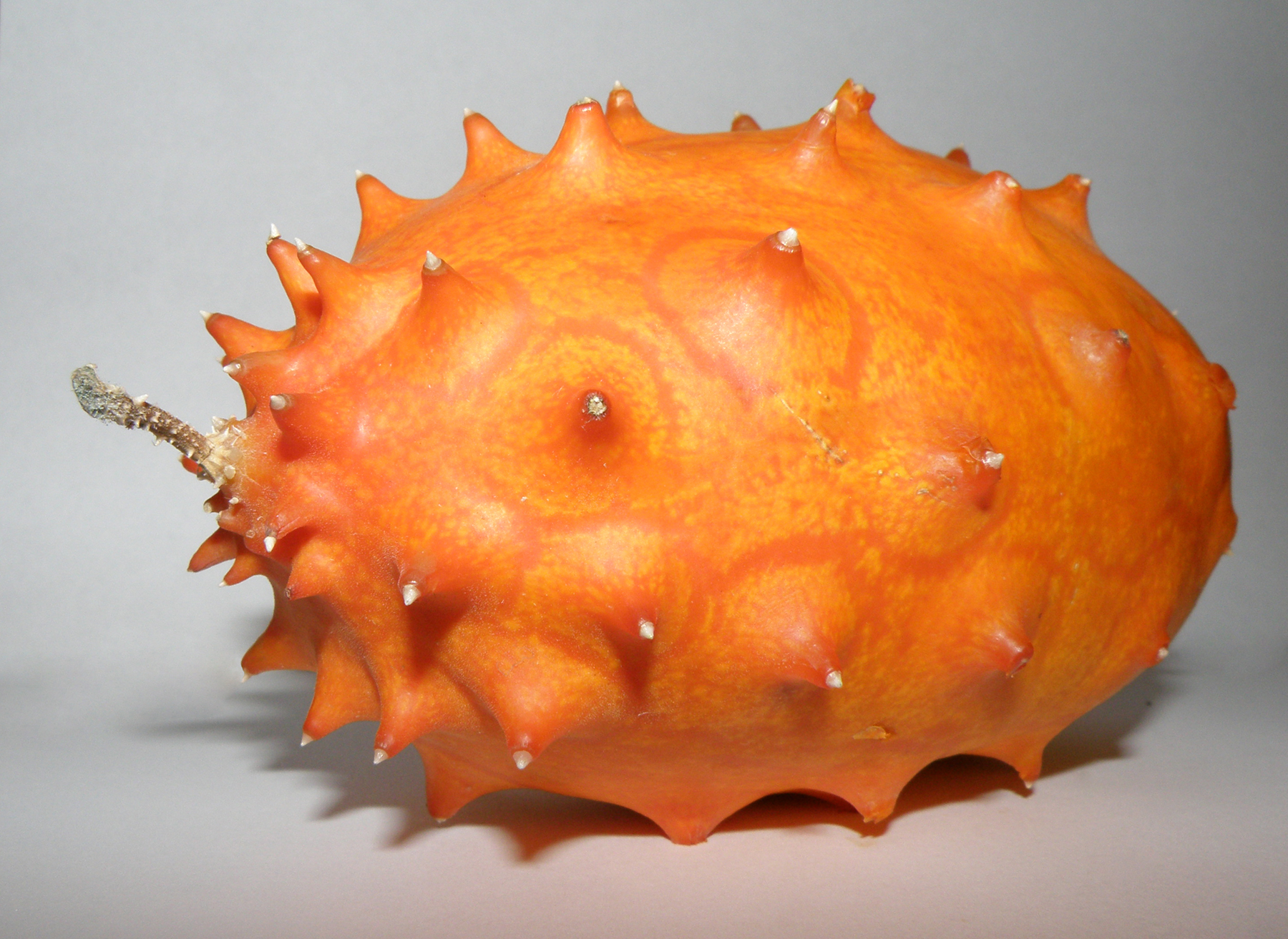 خربزه شاخدار